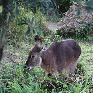 Kilimanjaro Safaris - Waterbuck