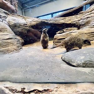 Meerkat Exhibit