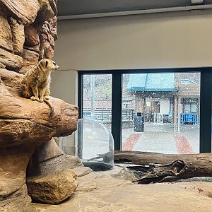 Meerkat Exhibit