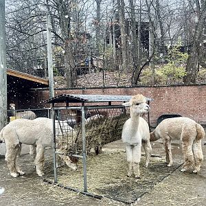 Alpaca Exhibit