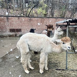 Alpaca