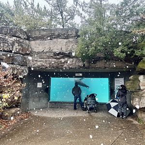 Sea Lion Viewing Area