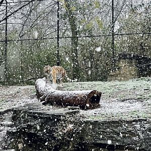 Amur Tiger Exhibit