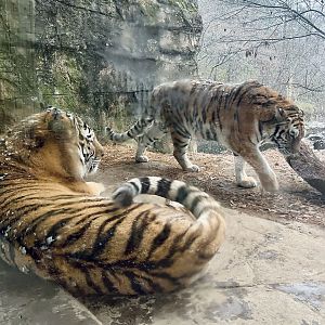 Amur Tigers
