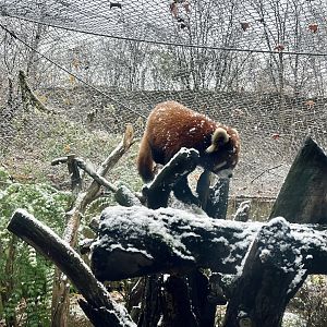 Red Panda