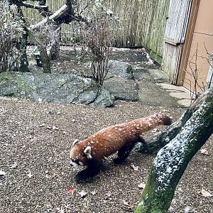 Red Panda