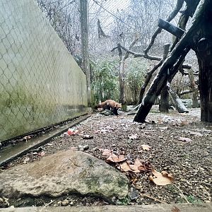 Red Panda Exhibit