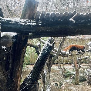 Red Panda