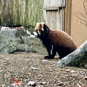 Red Panda