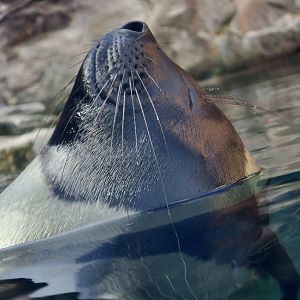 Ribbon Seal (Histriophoca fasciata)