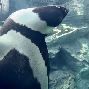 Ribbon Seal (Histriophoca fasciata)