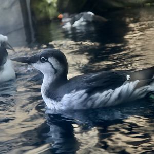 North Pacific Common Murre (Uria aalge inornata)