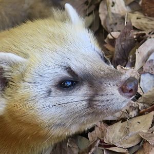 Japanese Marten (Martes melampus melampus)