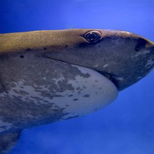 Broadnose Sevengill Shark (Notorynchus cepedianus)