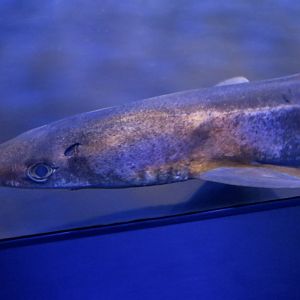 Pacific Spiny Dogfish (Squalus suckleyi)