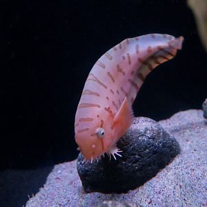Barred Snailfish (Crystallichthys matsushimae)