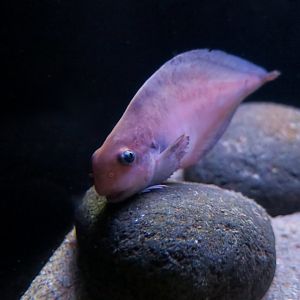 Round Snailfish (Careproctus roseofuscus)