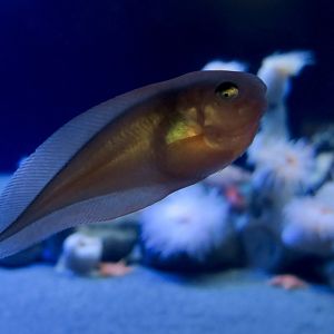 Salmon Snailfish (Careproctus rastrinus)