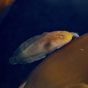Agassiz's Snailfish (Liparis agassizii)