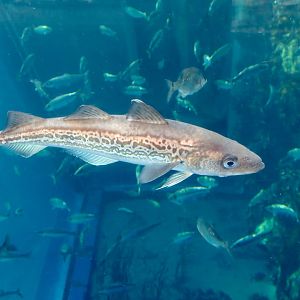 Alaska Pollock (Gadus chalcogrammus)