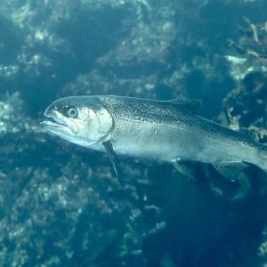 Coho Salmon (Oncorhynchus kisutch)