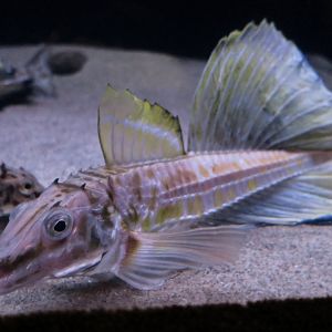 Sailfin Poacher (Podothecus sachi)