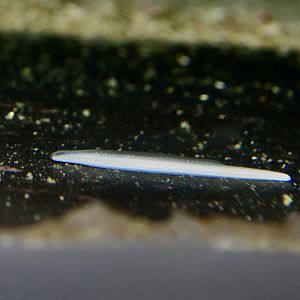 Belcher's Lancelet (Branchiostoma belcheri)