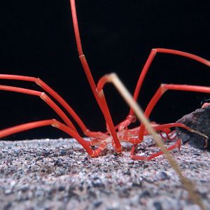 Giant Sea Spider (Colossendeis colossea)