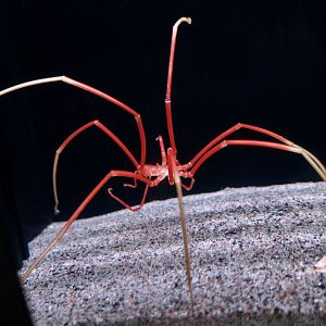 Giant Sea Spider (Colossendeis colossea)