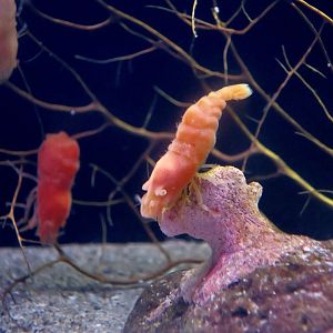 Deep-Sea Shrimp (Birulia sachaliensis)
