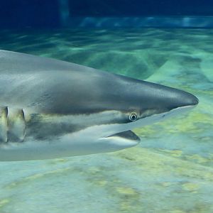 Copper Shark (Carcharhinus brachyurus)