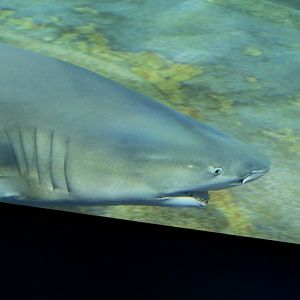 Sicklefin Lemon Shark (Negaprion acutidens)