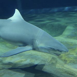 Sicklefin Lemon Shark (Negaprion acutidens)