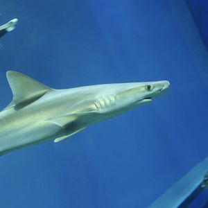 Indonesian Whaler Shark (Carcharhinus tjutjot)