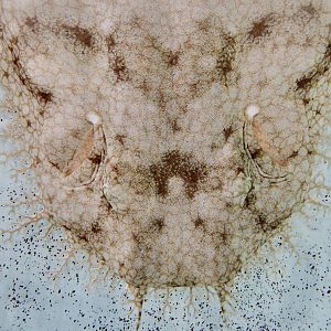 Tasselled Wobbegong (Eucrossorhyinus dasypogon)