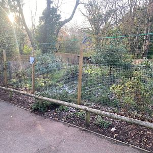Kirk’s dik-dik enclosure 161222