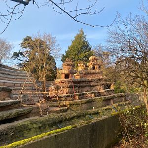 Hamadryas baboon exhibit 161222