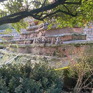 Hamadryas baboon exhibit 161222