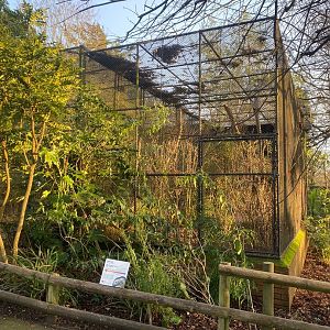 Ural owl aviary 161222