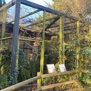 Spotted laughingthrush and Golden pheasant aviary 161222