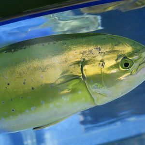 Mahi-Mahi (Coryphaena hippurus)