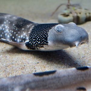 Necklace Carpetshark (Parascyllium variolatum)