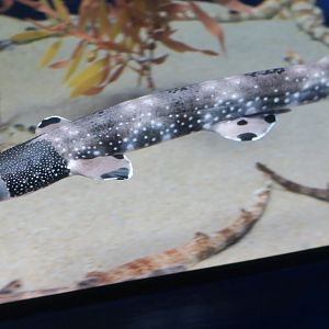 Necklace Carpetshark (Parascyllium variolatum)