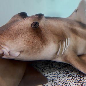 Crested Bullhead Shark (Heterodontus galeatus)