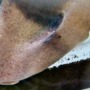 Crested Bullhead Shark (Heterodontus galeatus)