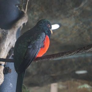 Bird ID? - Maybe same as other one