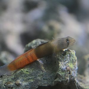 Red belted goby (Sicyopus zosterophorus)