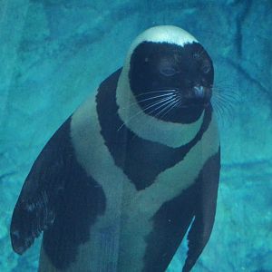 Ribbon seal (Histriophoca fasciata)
