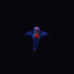 Shiretoko sea angel (Clione elegantissima)