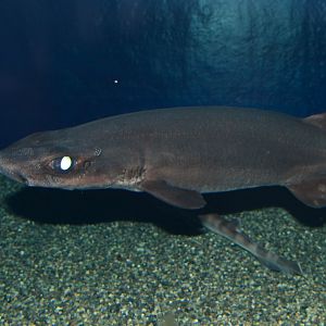 Salamander shark (Parmaturus pilosus)